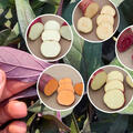 Selbstversorgerset All in one, Sugaroot S�sskartoffeln Yellow, White, Chestnut, Purple und Orange