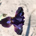 Iris x barbata - nana 'Dark Vader'