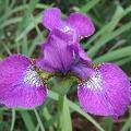 Iris sibirica 'Even'