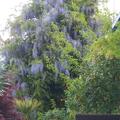 Japanischer Blauregen 'Blue Dream', Wisteria floribunda 'Blue Dream'