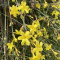 Winter-Jasmin Nudiflorum
