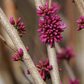 Chinesischer Judasbaum Cercis sinensis 'Avondale'