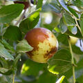 Jujube Dongzao, Chinesische Dattel, Ziziphus jujuba, korr