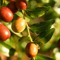 Jujube Empress Gee, Chinesische Dattel, Ziziphus jujuba