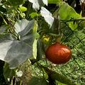 K�rbis 'Uchiki Kuri' (Hokkaido) Samen Ernte Frucht