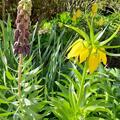 Kaiserkrone 'Lutea', Fritillaria imperialis 'Lutea'