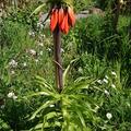 Kaiserkrone 'Rubra', Fritillaria imperialis 'Rubra'