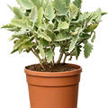 Kalanchoe beharensis 'Oak Leaf', Busch, im 20cm Topf, H�he 45cm, Breite 30cm