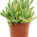 Kalanchoe beharensis 'Oricola', Busch, im 20cm Topf, H�he 45cm, Breite 30cm