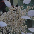 Kletterhortensie, Spalthortensie