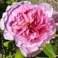 Kletterrose 'Bienvenue'� , Rosa