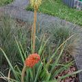 Kniphofia uvaria 'Royal Standard', Kniphofia uvaria 'Royal Standard'