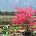 Herbstf�rbung