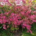 Korkfl�gelstrauch 'Little Moses', Euonymus alatus 'Little Moses'