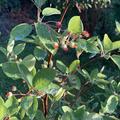 Kupfer-Felsenbirne, Amelanchier lamarckii