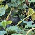 K�rbis 'Musqu�e de Provence', Cucurbita moschata
