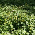 Lamiastrum galeobdolon 'Florentinum'