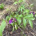 Lathyrus vernus, Lathyrus vernus