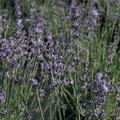 Lavendel Dwarf Blue