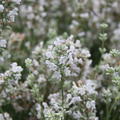 Lavendel Nana Alba