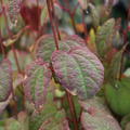 Cercidiphyllum japonicum Rotfuchs