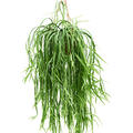 Lepismium asuntapatense, Ampel, im 20cm Topf, H�he 60cm, Breite 40cm