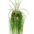 Lepismium bolivianum, Ampel, im 30cm Topf, H�he 80cm, Breite 35cm