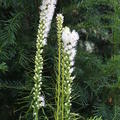 Liatris spicata Floristan Weiss