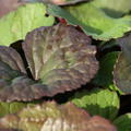Ligularia dentata 'Othello'