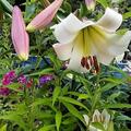 Lilie 'Beijing Moon' (5er Set), Lilium 'Beijing Moon'