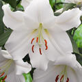 Lilie 'Casa Blanca' (5er Set), modif
