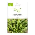 Liebst�ckel, Maggikraut