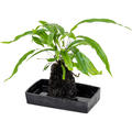 Lova microsorum diversifolium, Lavastein, im 25cm Topf, H�he 40cm, Breite 25cm