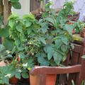 Lowberry� Brombeere Little Black Prince� - Stilleben