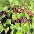 Rhabarber Lowberry� Lilibarber� (Rheum rhabarbarum)