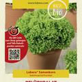 Pfl�cksalat 'Lollo Bionda'