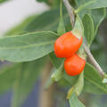 Goji, Sweet Success�, Lubera Originale, Wildobst (quer)