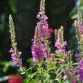 Lythrum salicaria 'Robert', Lythrum salicaria 'Robert'