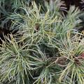 M�dchenkiefer 'Schoon's Bonsai'