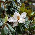Magnolia grandiflora Ferruginea, immergr�n