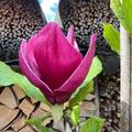 Magnolie 'Genie', Magnolia Hybr. 'Genie'
