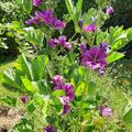 Malva sylvestris 'Zebrina', Malve Zebrina 