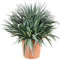 Mangave 'Pinapple Express', im 30cm Topf, H�he 75cm, Breite 70cm