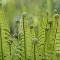 Matteuccia struthiopteris, Straussfarn, Fr�hling
