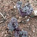 Meerkohl  - Broccoli  - Brokkoli Caramba� Blue, Crambe maritima