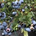 Mehrbeere� Heidelbeere: Die besten Aromasorten zusammen in einem Topf