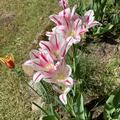 Mehrbl�tige Tulpe 'Flaming Club', Tulipa 'Flaming Club'