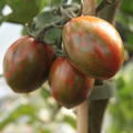 Gourmet-Tomate 'M�lange' (Solanum lycopersicum)