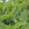 Mentha aquatica