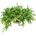 Microsorum diversifolium, Ampel, im 25cm Topf, H�he 50cm, Breite 80cm